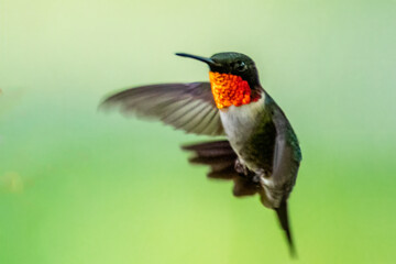 Ruby Throated Hummingbird