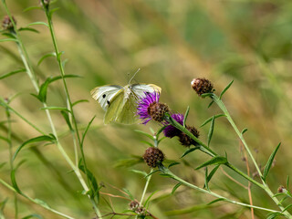 Green-veined White Butterfly in Flight