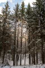 Latvian Winter Giants: Towering Pine Trees in Pokainu Mezs, Dobele