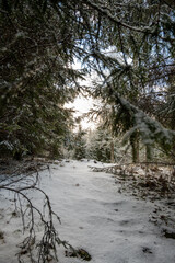 Frost-Clad Passage: Snowy Path Through the Fir Forest of Pokainu Mezs, Dobele