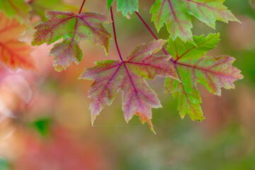 red maple leaves - 690376421