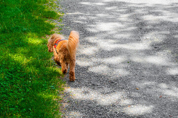 red poodle walks without a leash