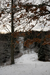 Winter's Climb: Snow-Crowned Fir Forest Path in Pokainu Mezs, Dobele, Latvija