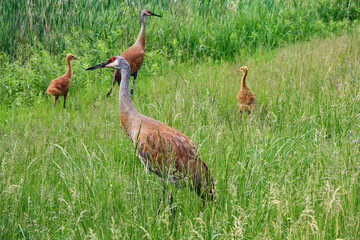 Sandhill Crane Family