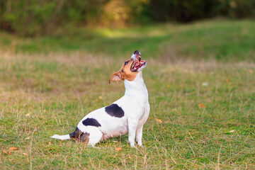 A cute Jack Russell Terrier dog is training in nature. Pet portrait with selective focus