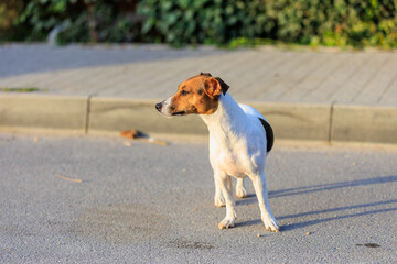 Cute Jack Russell Terrier dog on the sidewalk near the house. Pet portrait with selective focus and copy space