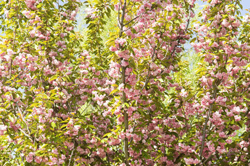 Cherry flowers and blue sky.