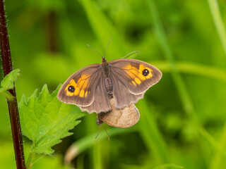 Obraz premium Meadow Brown Aberration Butterflies Mating