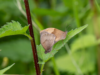 Meadow Brown Aberration Butterflies Mating
