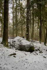 Nature's Veiled Sentinel: Snow-Drifted Moss-Covered Stone in Pokainu Mezs, Dobele, Latvija