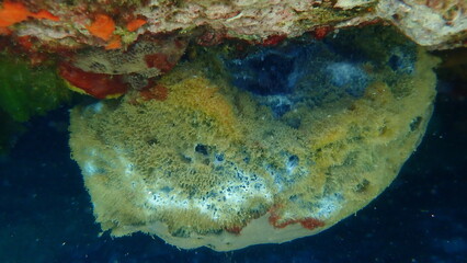 Fototapeta na wymiar Bath sponge Spongia (Spongia) officinalis undersea, Aegean Sea, Greece, Halkidiki 
