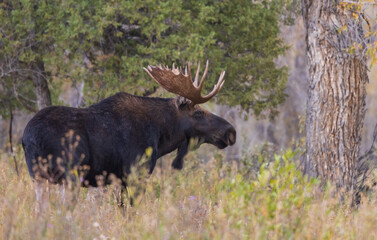 Naklejka na ściany i meble Bull Moose During the Fall Rut in Wyoming