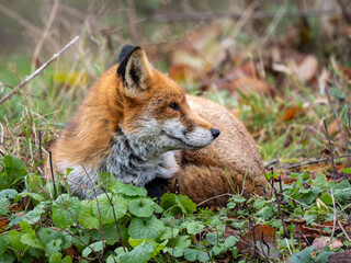 A Red Fox Laying Down