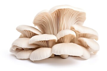 White colored oyster mushroom, isolated. - obrazy, fototapety, plakaty