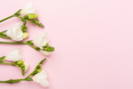 White fresia flower on color background, top view