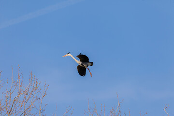 Flying heron, gray heron ( ardea cinerea)