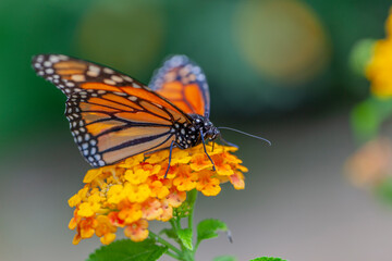monarch butterfly on flower - 690380274