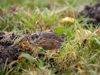 Water Vole in the Grass