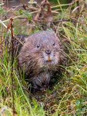Water Vole in the Grass