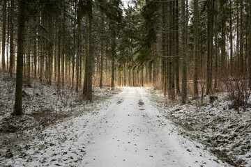 Radiant Journey: Navigating Snow-Blanketed Routes Through Sun-Dappled Woods. Pokainu Mezs, Latvija