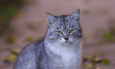 
Portrait of a smug grey cat..