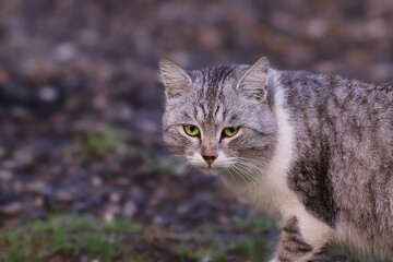 Plastic and soft movements of a gray cat...