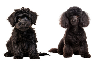 Set of Cute Poodle Dogs: Little Poodle Pups and Calm Adult Dogs in a Sitting Position, Isolated on Transparent Background, PNG