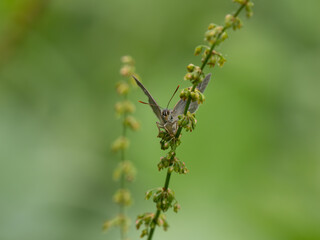 Purple Hairstreak Butterfly Resting With its Wings Closed