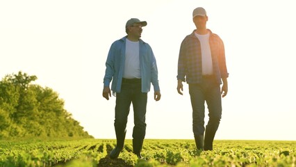 two business farmers walk through field with soybeans, talking about technology growing products....