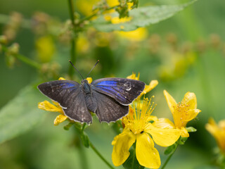 Purple Hairstreak Butterfly Resting With its Wings Open