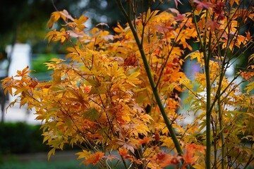 Japanese Maple tree, or Acer palmatum orange leaves in autumn