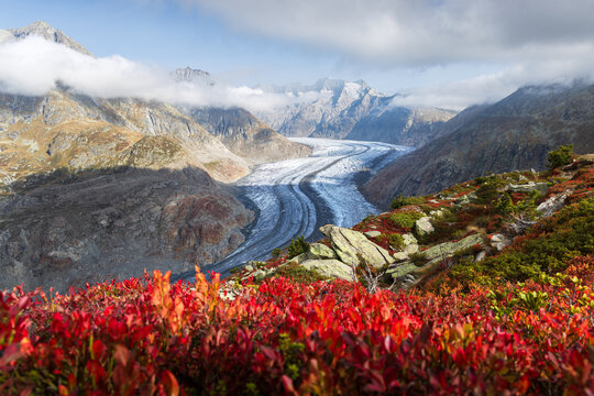 Autumnal landscape view of the Aletsch glacier at sunrise with red blueberry bushes in the foreground