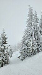 snow-covered spruce trees
