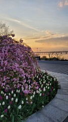 Obraz premium beautiful flowers in the garden. Japanese cherry. Sakura