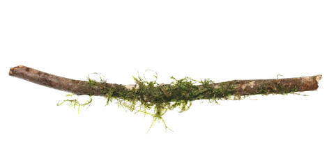 Fresh green moss on rotten old branch isolated on white, clipping path