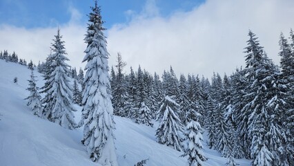 Fototapeta premium snow covered pine tree forest in winter.
