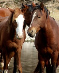 Pair of Salt River Wild Horses 