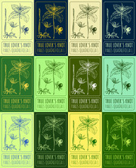 Set vector drawing of TRUE LOVER'S KNOT in various colors. Hand drawn illustration. Latin name PARIS QUADRIFOLIA L.