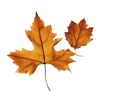 Collection of autumn leaves isolated on transparent or white background