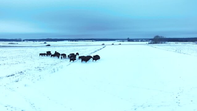 A herd of bison on a field next to a road during a winter evening near Białystok, Poland, creating a picturesque winter scene.