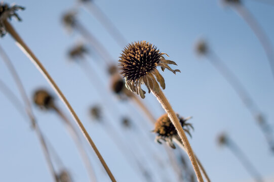  Dried Sunflower Stalks Against a Blue sky