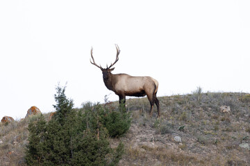 Male elk in Yellowstone on a ridge overlooking his harem during rutting season