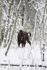 European bison