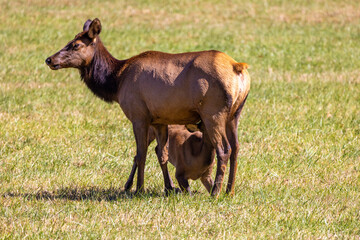 Elk Cow and Calf nursing