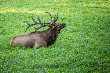 Monarch Bull Elk, Great Smoky Mountains, National Park