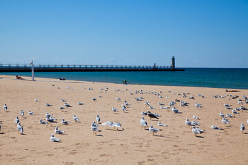 Sunny Day at Lake Michigan Beach with Lighthouse and Seagulls