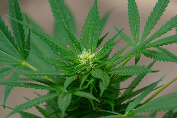 Young buds growing between the leaves of a cannabis plant