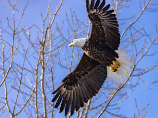 American bald eagle Landing