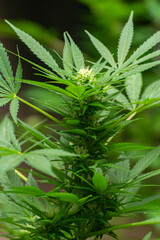 Young buds growing between the leaves of a cannabis plant