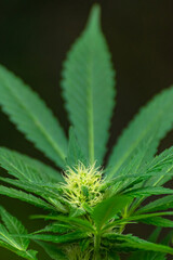 Young buds growing between the leaves of a cannabis plant